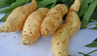 Sweetpotato Genome Decoded for Crop Improvement