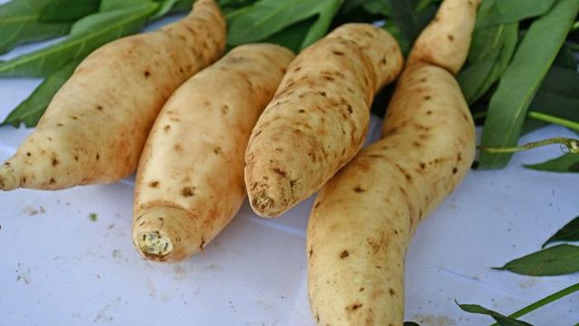 Sweetpotato Genome Decoded for Crop Improvement