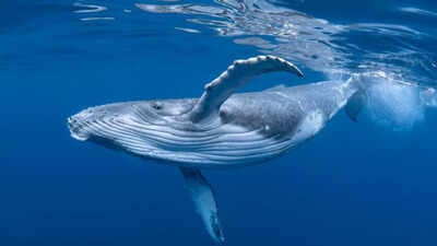 Scientists tagged a whale with a camera; the footage left them speechless