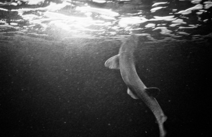 Shark swimming near top of tank (Pic: Stephen Dowling)