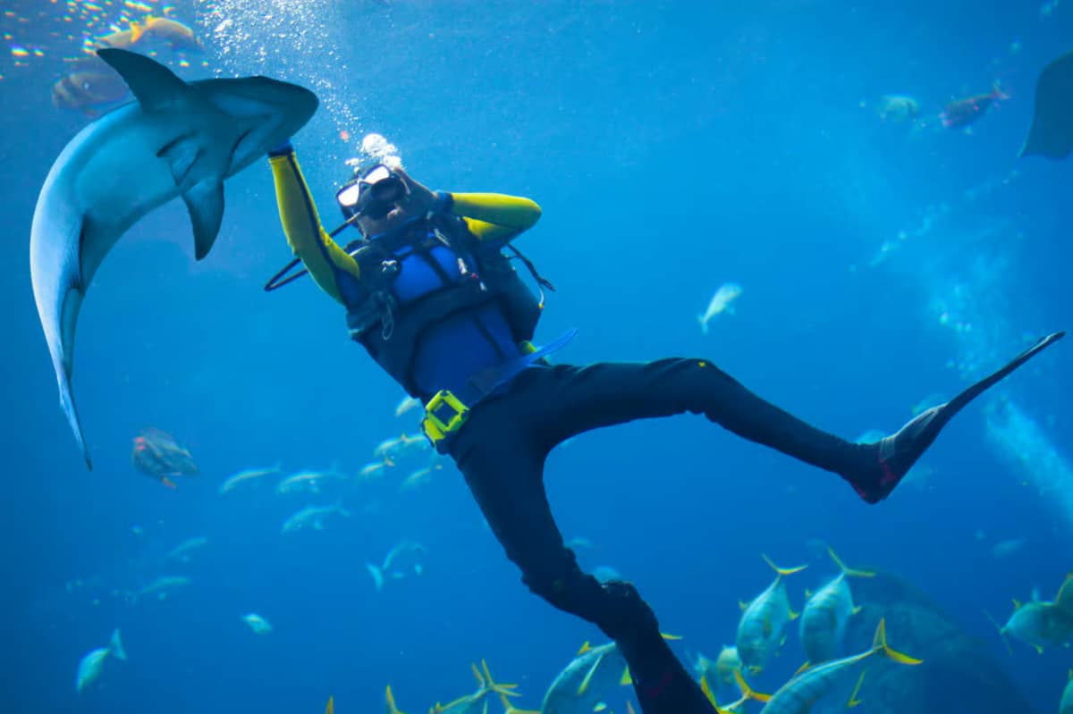 shark-trance-immobility-tonic-