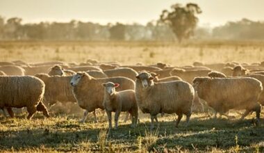 MLA introduces Combined LAMBPLAN: A unified multibreed genetic evaluation for sheep