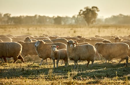 MLA introduces Combined LAMBPLAN: A unified multibreed genetic evaluation for sheep