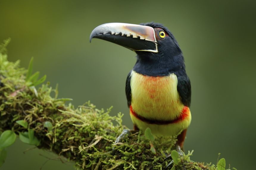 A collared aracari toucan sitting on the moss branch in the forest, Boca Tapada, Costa Rica.