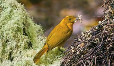 Extreme heat is threatening tropical birds, even in untouched forests, scientists warn