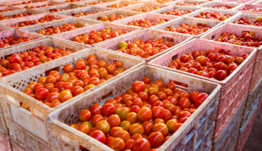 UK businesses spent as much as £65 million last year on licences to export food and agricultural products to the EU – costs the government has pledged to eliminate within the next 18 months.