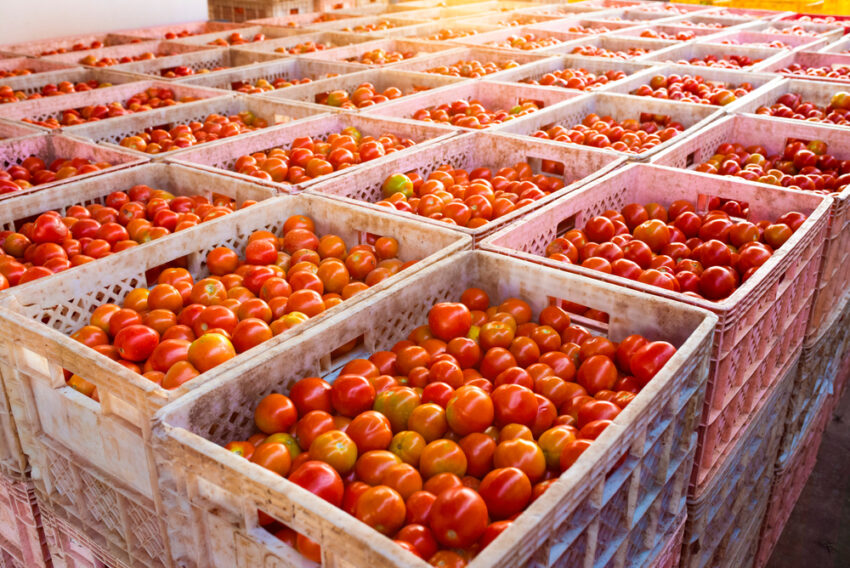 UK businesses spent as much as £65 million last year on licences to export food and agricultural products to the EU – costs the government has pledged to eliminate within the next 18 months.