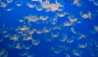 The Gravelines site uses water drawn from the North Sea, which is home to several species of jellyfish. File pic: iStock