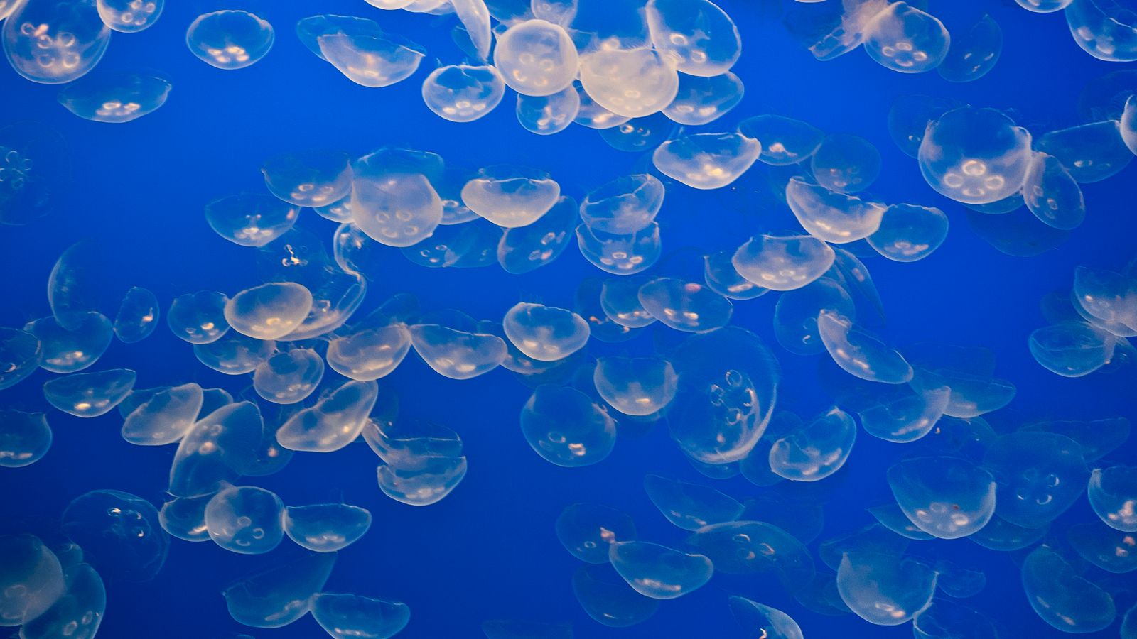The Gravelines site uses water drawn from the North Sea, which is home to several species of jellyfish. File pic: iStock