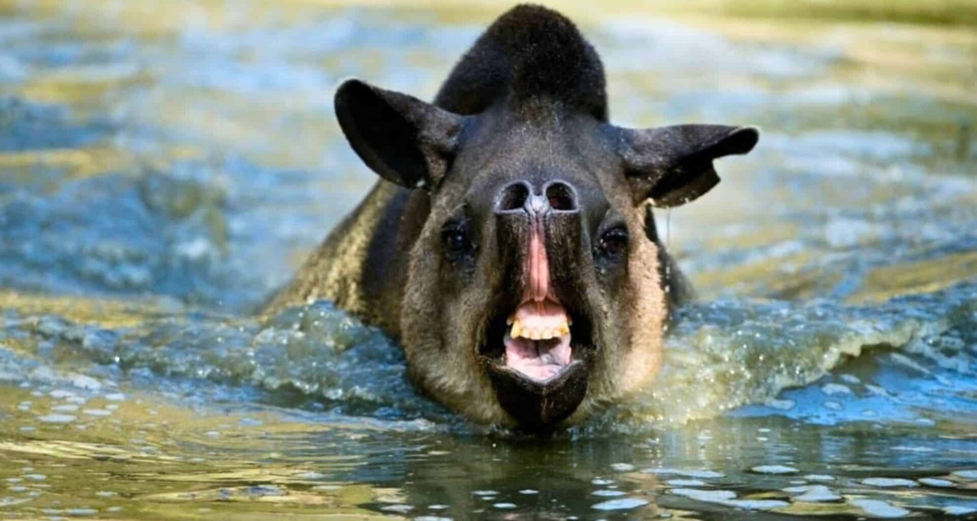South American Tapir