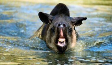 South American Tapir