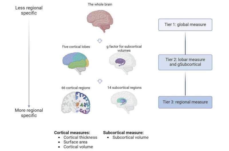 Study finds link between people's brain structure and the genetic risk of major depression
