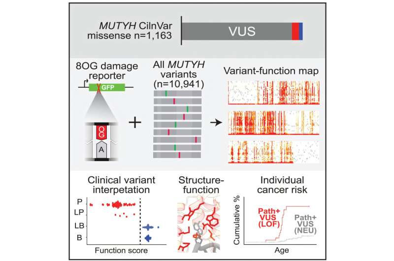 Study identifies function behind mysterious variants for gene linked to colon cancer