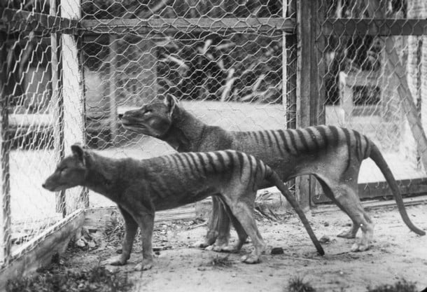 Adult and juvenile Tasmanian tigers at Hobart Zoo, Tasmania in 1928.
