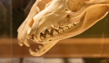 Thylacines Were Losing Genes That May Have Doomed Them Long Before Humans Did