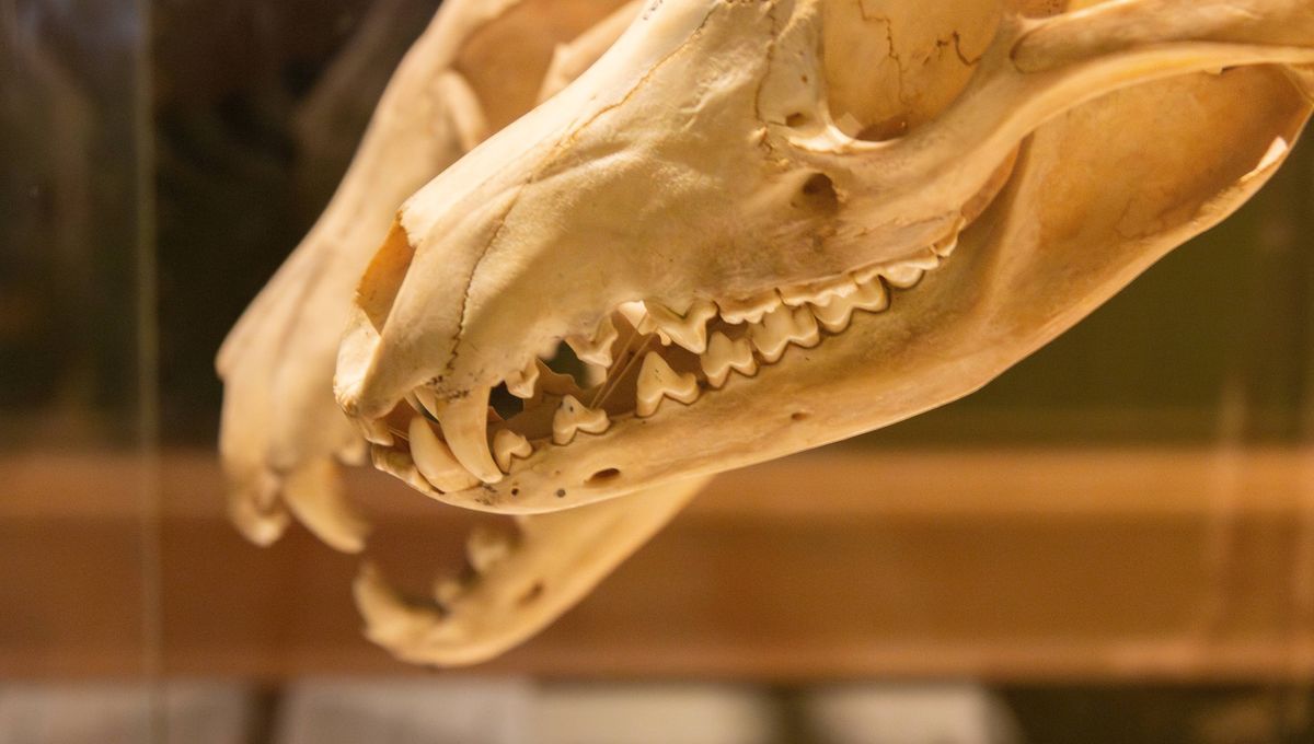 Thylacines Were Losing Genes That May Have Doomed Them Long Before Humans Did