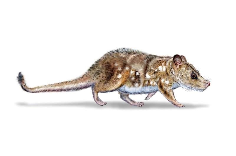 This illustration by Mauricio Alvarez depicts 'Yeutherium pressor,' a tiny mammal that lived in the time of the dinosaurs in what is now southern Chile