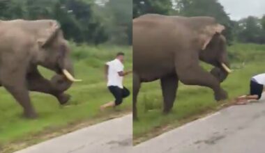 A man in a white shirt is chased by an elephant on a grassy roadside; in one frame he is running, and in the next, he has fallen on the ground while the elephant approaches closely behind.
