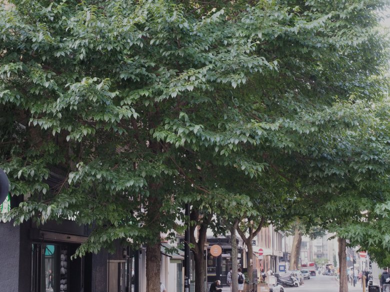View of trees on the corner of Tottenham Court Road and Tottenham Street, Fitzrovia, London.