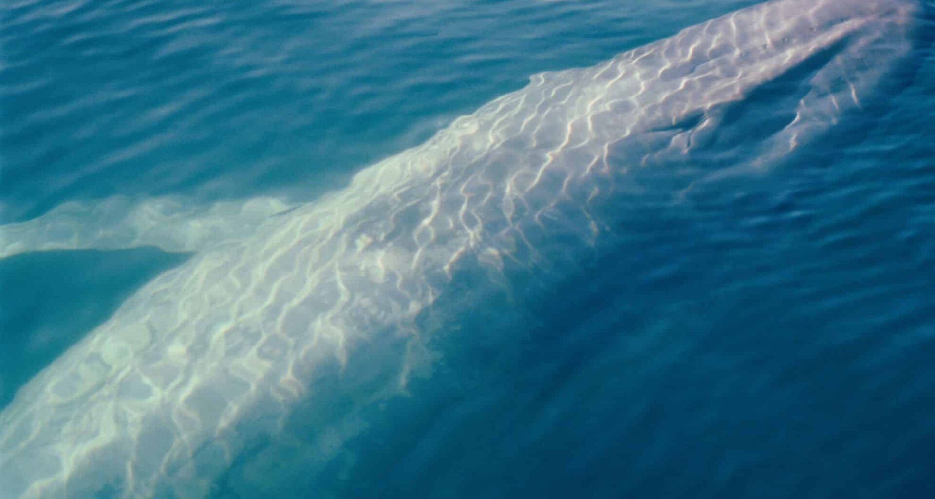 Underwater Camera Captures Rare And Exciting Sighting Of Nearly Extinct Species