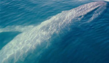 Underwater Camera Captures Rare And Exciting Sighting Of Nearly Extinct Species