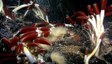 It's official - what turned up under that underwater rock is so colossal that it rewrites everything we knew about the ocean floor