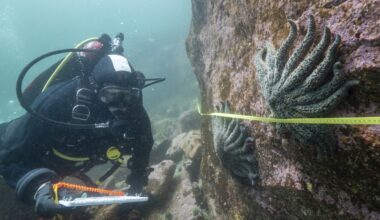 Scientists identify the killer of 5 billion starfish