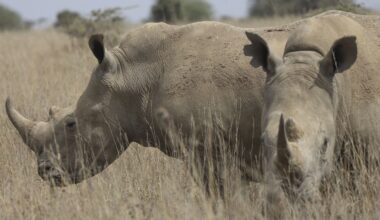 Black rhino numbers have increased but there's bad news for others