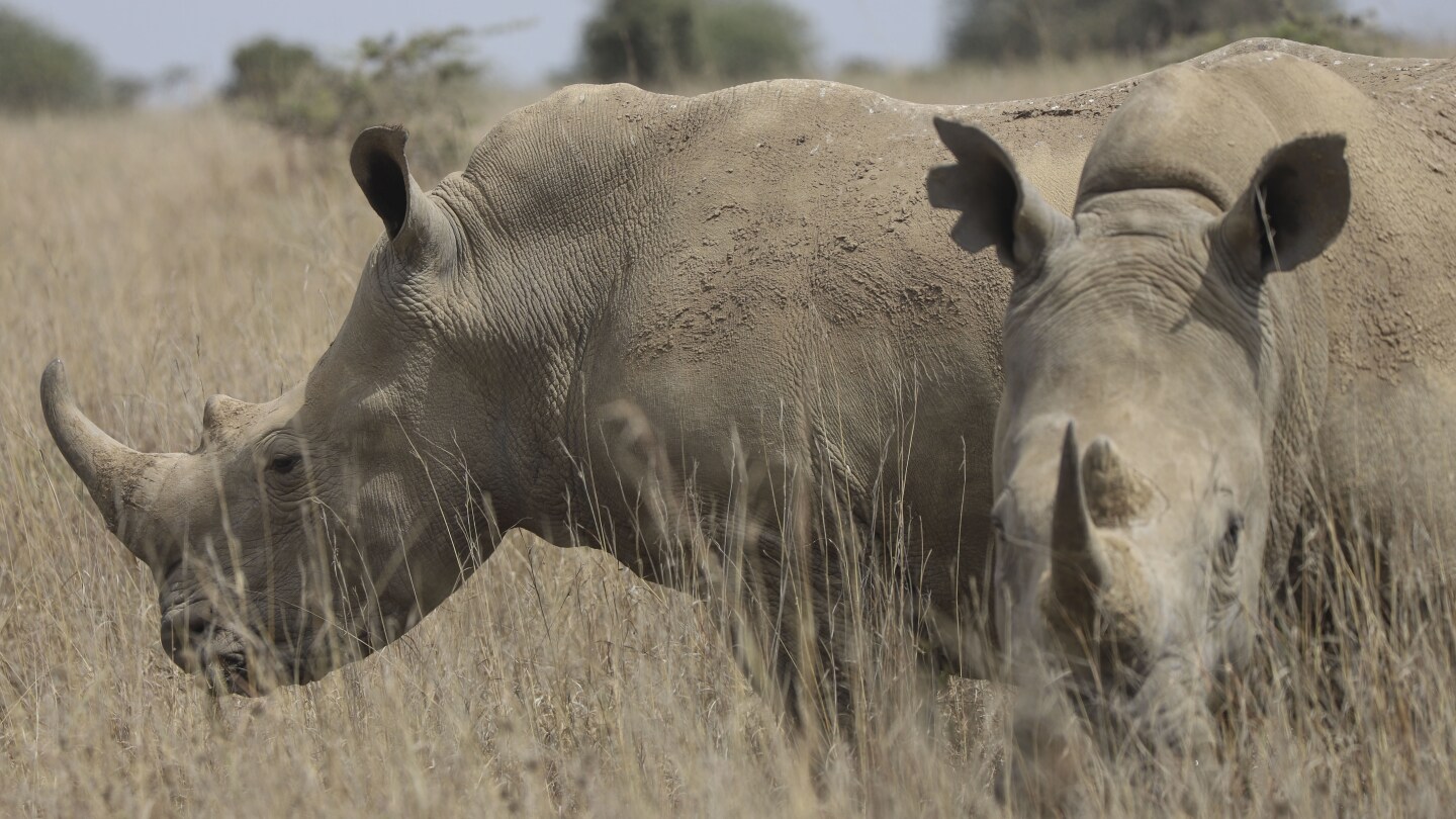Black rhino numbers have increased but there's bad news for others