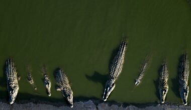 Israeli authorities euthanize neglected crocodiles in West Bank farm