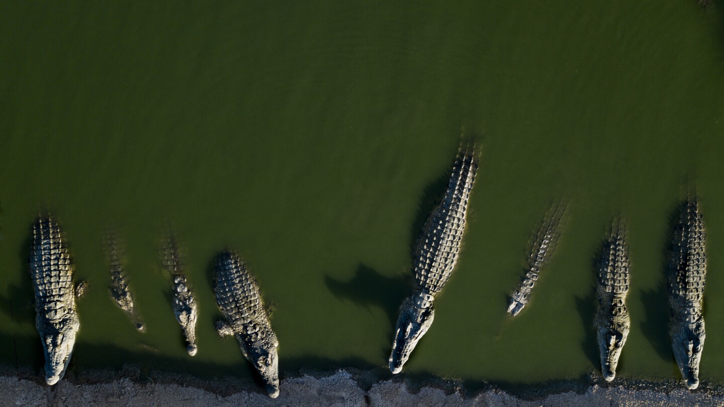 Israeli authorities euthanize neglected crocodiles in West Bank farm