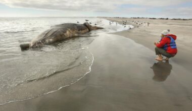 Contributor: It's time to save the whales again