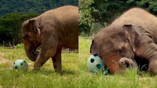 A clip of elephants joyfully playing with a ball melted hearts online.(Instagram/saveelephantfoundation)