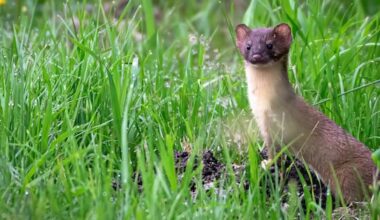 Zealandia celebrates once again being weasel-free