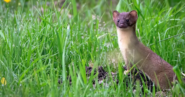 Zealandia celebrates once again being weasel-free