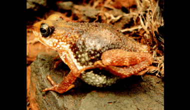 The Nimba Toad Is The Only Truly Viviparous Anuran In The World, Meaning It Gives Birth To Live Young