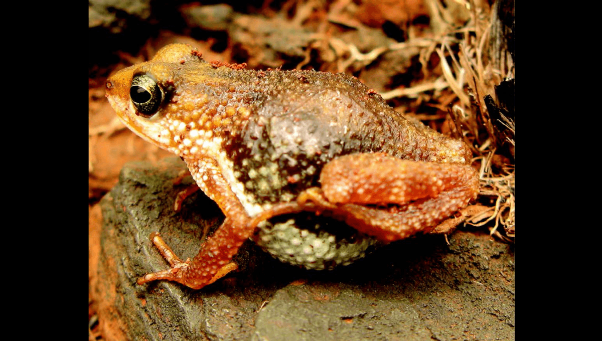 The Nimba Toad Is The Only Truly Viviparous Anuran In The World, Meaning It Gives Birth To Live Young
