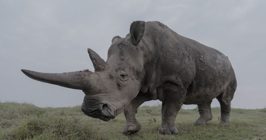 The future of the northern white rhino hangs in the balance.
