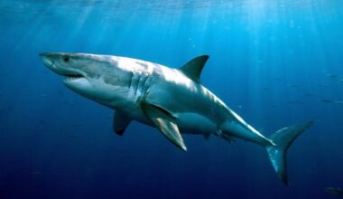 DNA Differences in Great White Sharks Have Instigated an Unsolved Mystery