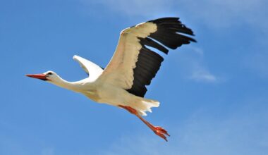 White Storks Could Be Reintroduced To London In New Project