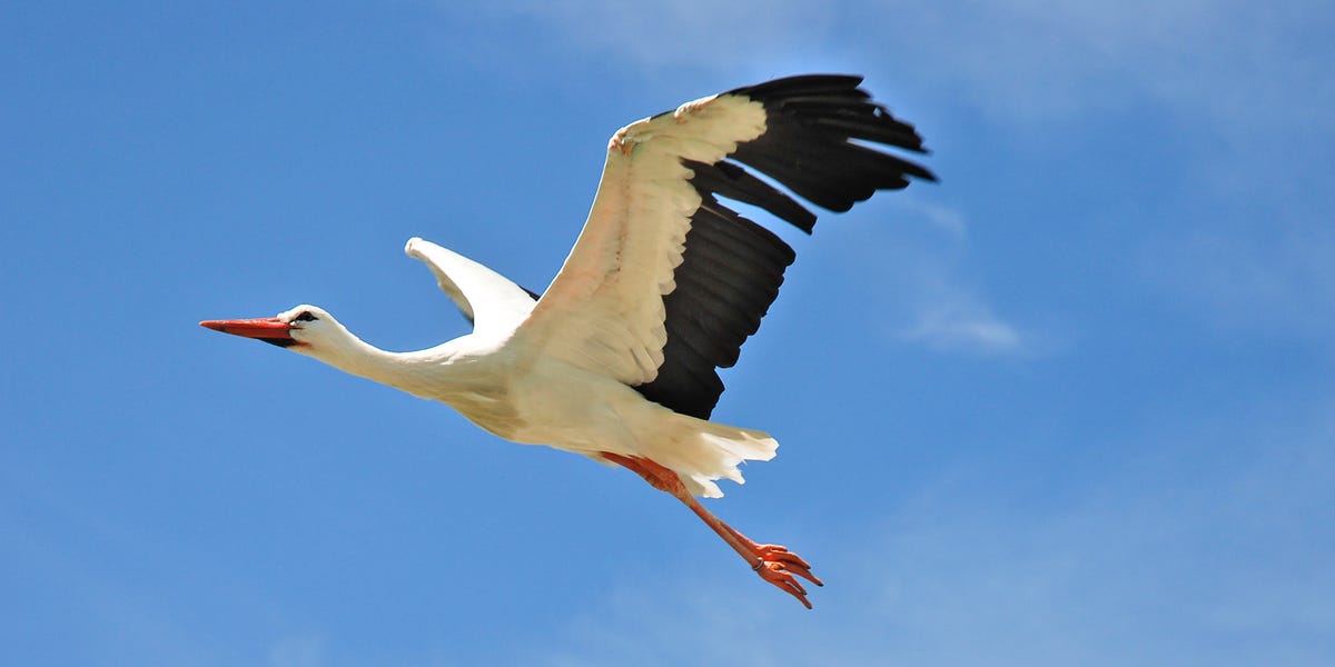White Storks Could Be Reintroduced To London In New Project
