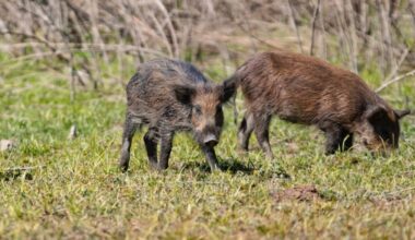 Wild Pigs in California Are Turning Neon Blue on the Inside, Officials Warn