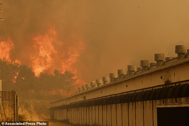 A fire approaches a farm during a wildfire in Santa Baia De Montes, northwestern Spain, Thursday, Aug. 14, 2025. (AP Photo/Lalo R. Villar)