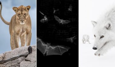 A collage of three images: a lioness faces a snake on rocks, several bats fly in darkness, and two white wolves move through a snowy landscape.
