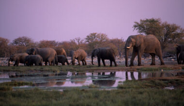 A group of elephants walk near water in a wetland area