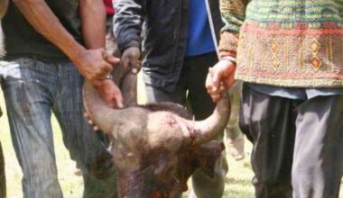 KWS raises concern as hyenas castrate buffaloes in Aberdares