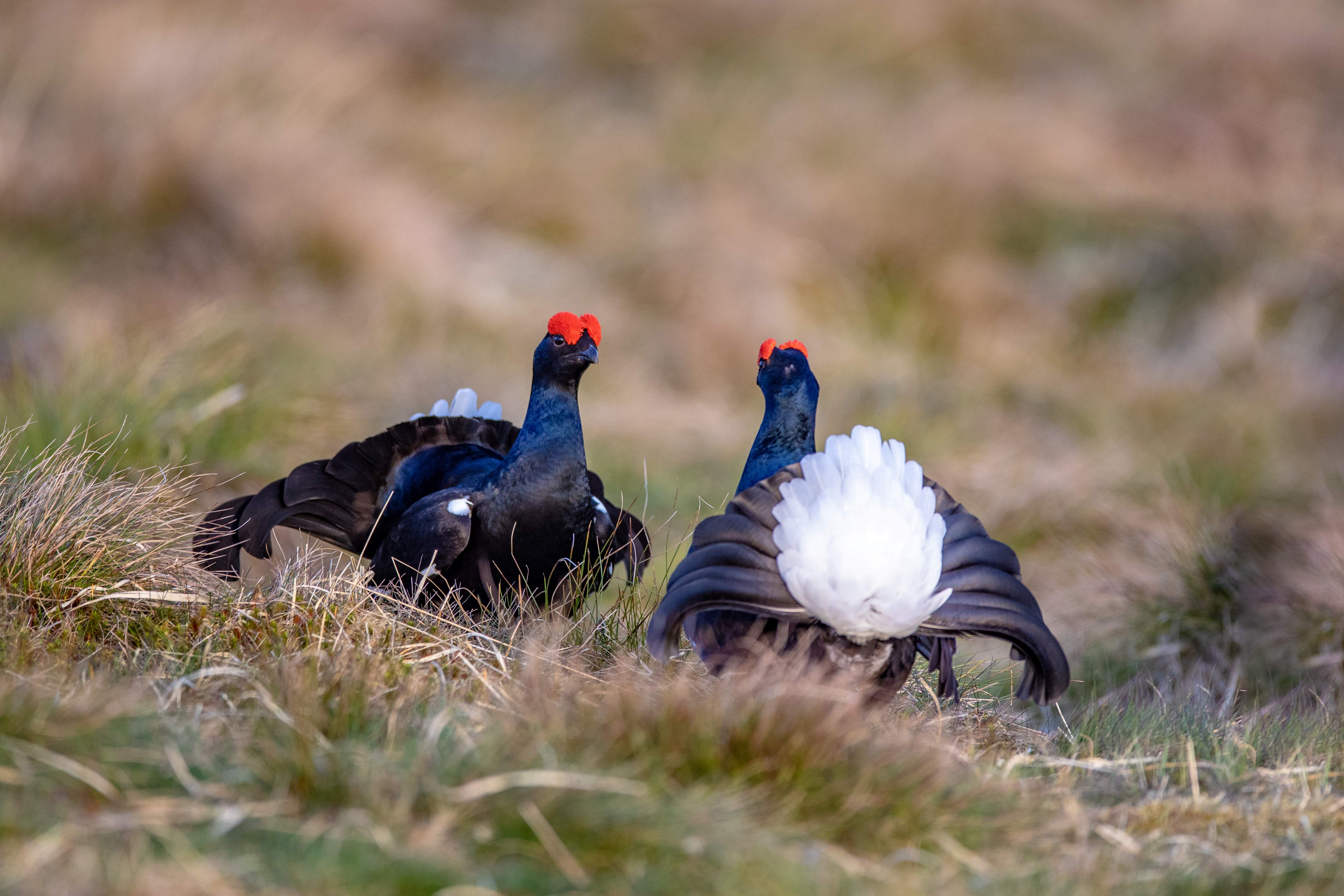 Two black grouse on a lek.