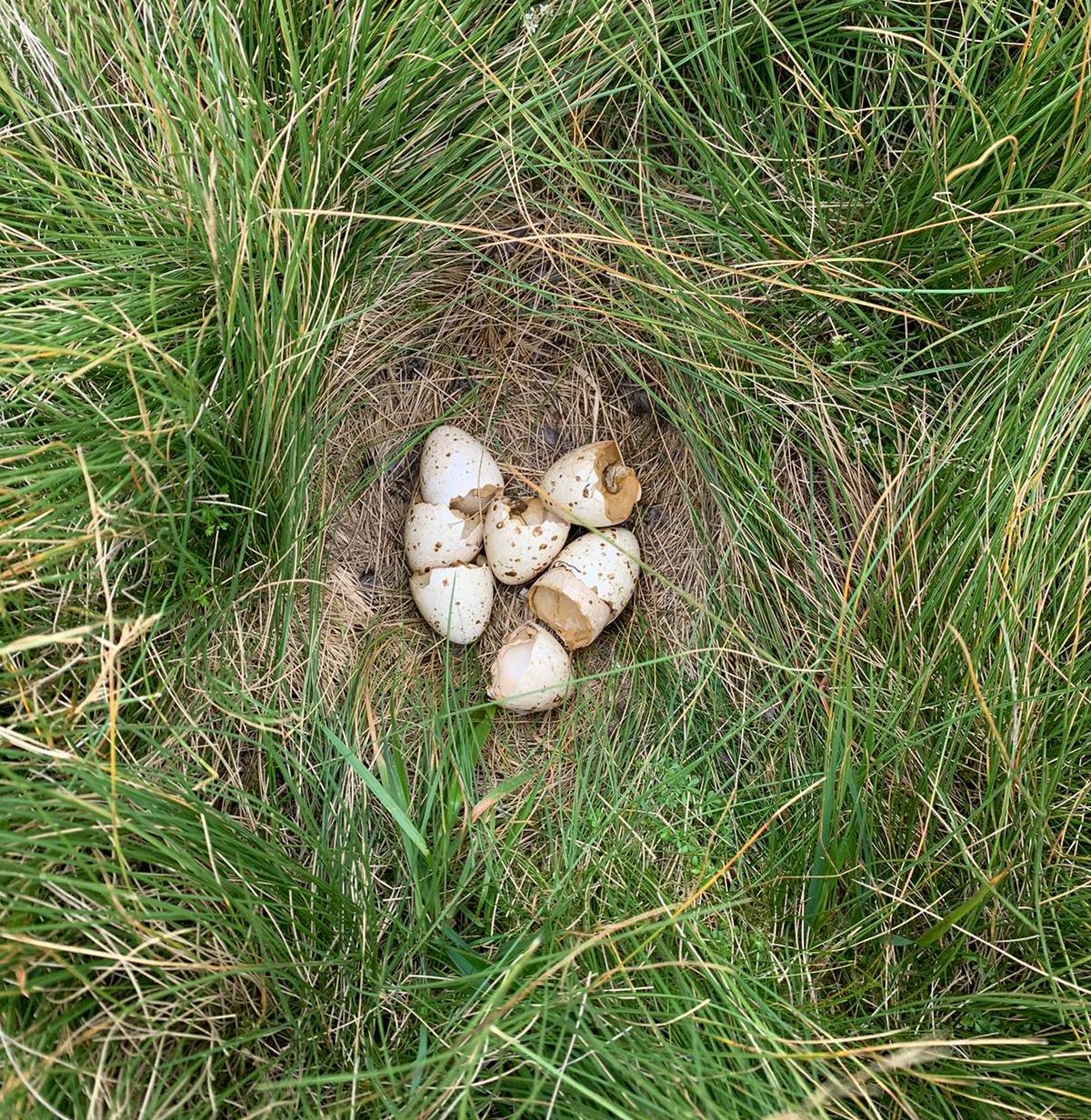 Broken black grouse eggshells in a nest.