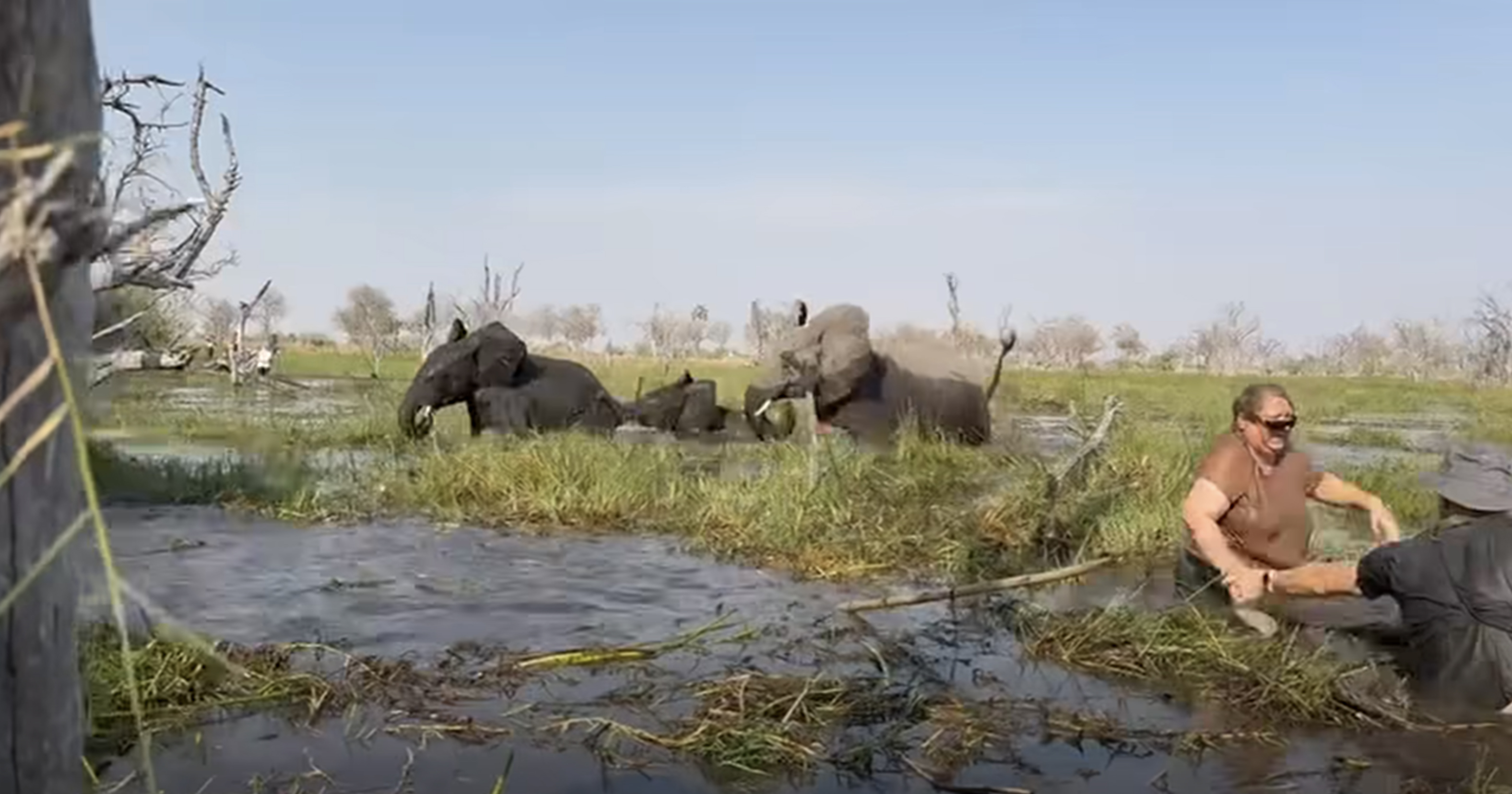 An elephant capsizes a canoe in a river, causing two people to fall into the water.