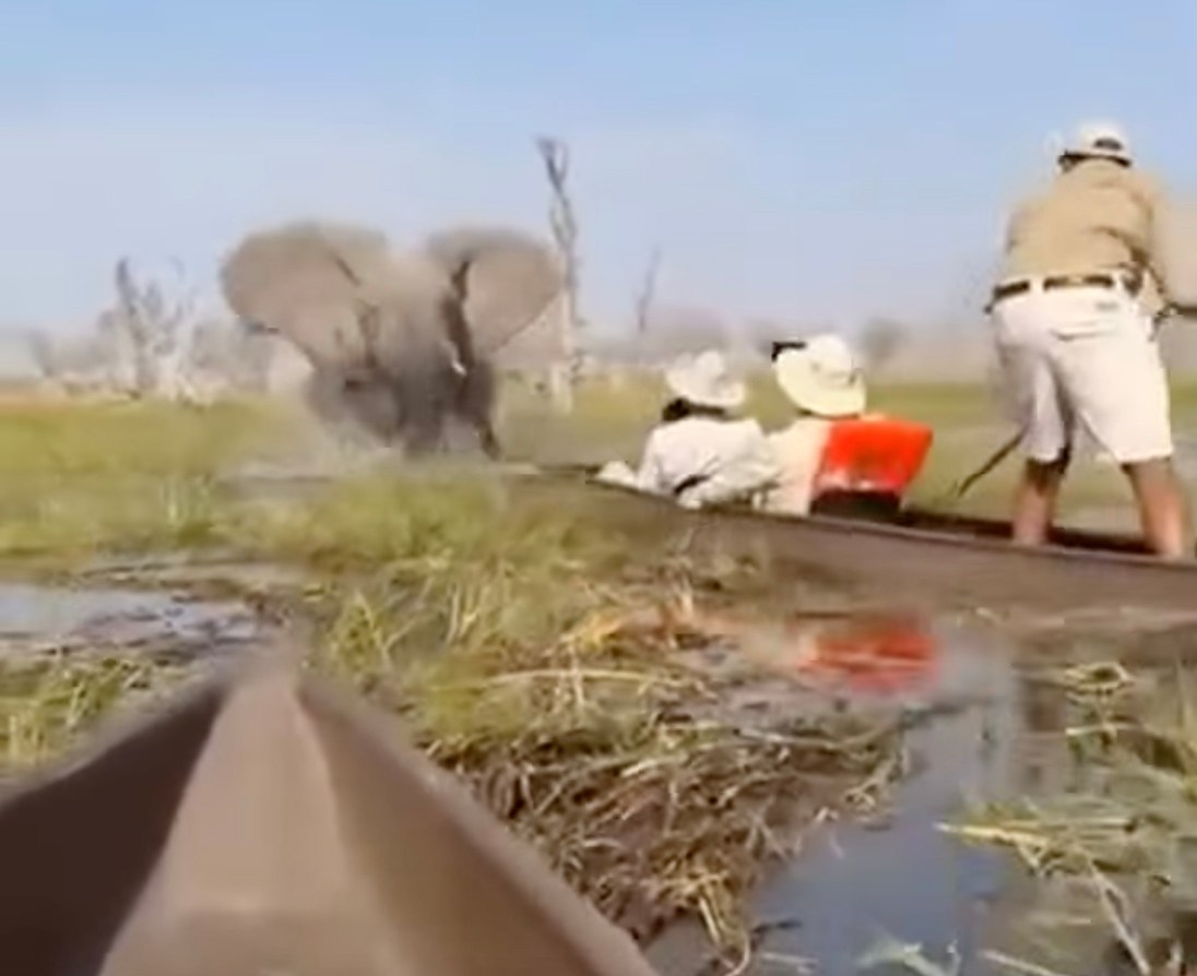 An elephant charging at a canoe in Botswana.